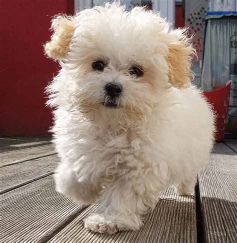 Maltese Bichon Poodle Mix Puppies For Sale - img-egg