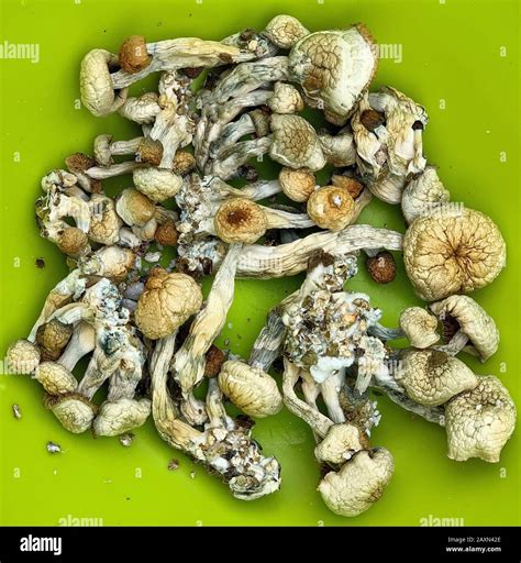 Dried psilocybe cubensis psilocybin magic mushrooms. "Magic Mushrooms ...