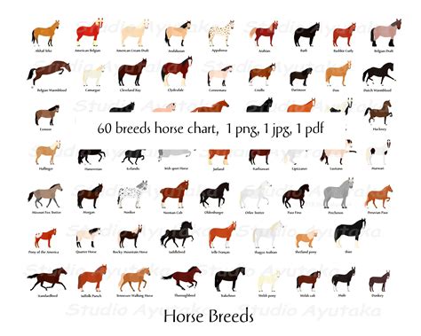 60 Horse Breedsmule&donkey 1620''printable Chart - Etsy Australia