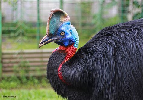 Cassowary Facts | Diet, Habitat, and Size of the Most Dangerous Bird