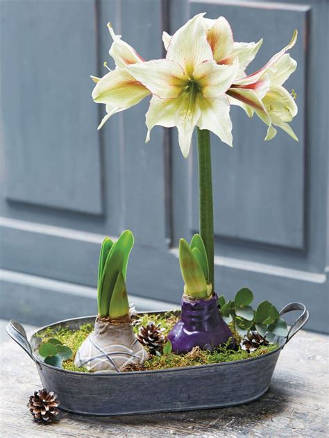 Waterless Waxed Amaryllis Color Mix | Gardener’s Supply | Amaryllis ...