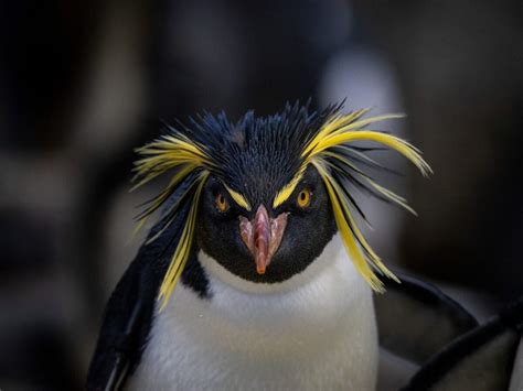 Rockhopper Penguins - Wilder Institute/Calgary Zoo