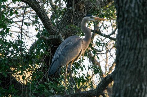 Herons and Life | Life and Day to Day things by a Pond Lover