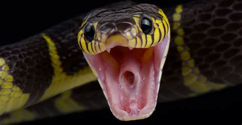 What happens when you’re bitten by a venomous snake? | Natural History Museum