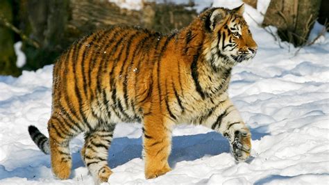 Young Sibirian Tiger (Panthera tigris altaica) in snow, Russia | Windows 10 SpotLight Images ...