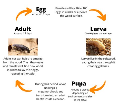 Old House Borers - Wood destroying organisms | MABI USA