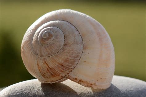 Seashell | Sea snail, Snail, Sea shells