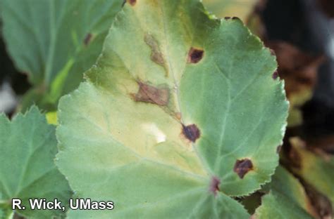 Begonia - Bacterial leaf spot (Xanthomonas campestris pv. begoniae) | Center for Agriculture ...