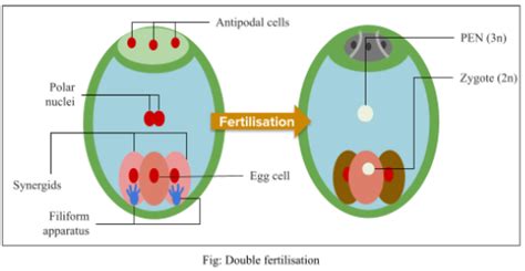 In angiosperms, triple fusion produces