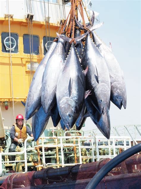 Japan to propose raising fishing quotas for Pacific bluefin tuna - The Mainichi