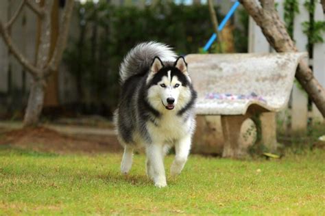 Wooly Husky: Facts About Wooly Siberian Huskies (With FAQs)