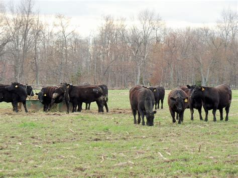 Angus Cattle - Dawson Angus Farms