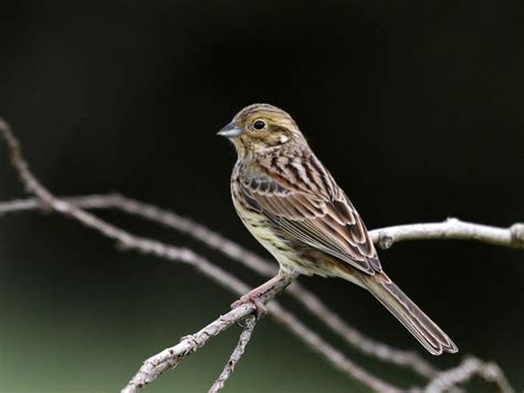 Cirl bunting - Alchetron, The Free Social Encyclopedia