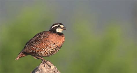 Northern bobwhite - song / call / voice / sound.