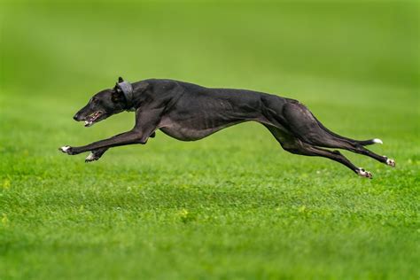 10 Fastest Dog Breeds