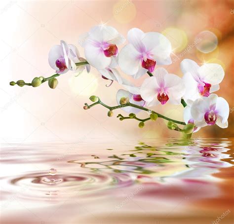 Orquídeas blancas sobre el agua con la gota: fotografía de stock © rfphoto #37161953 | Depositphotos