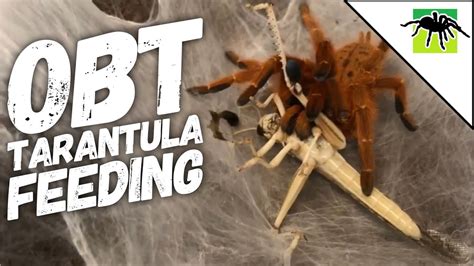 OBT TARANTULA FEEDING - YouTube