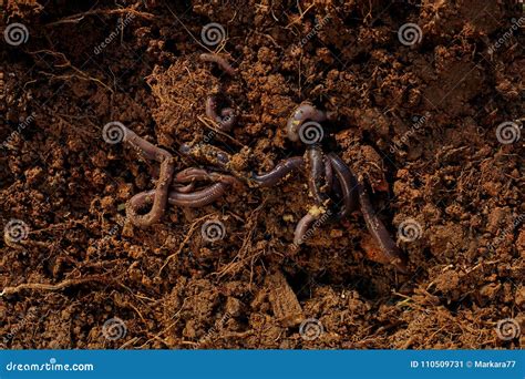 Worms on soil. stock image. Image of californian, garden - 110509731