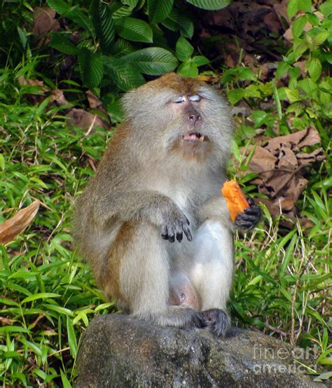 Meditating monkey Photograph by Sergey Lukashin | Fine Art America