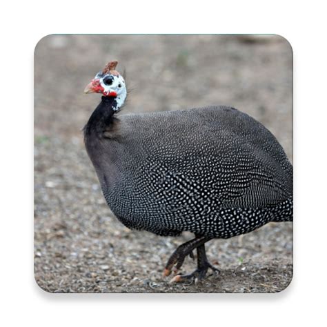 Guinea Fowl Sounds