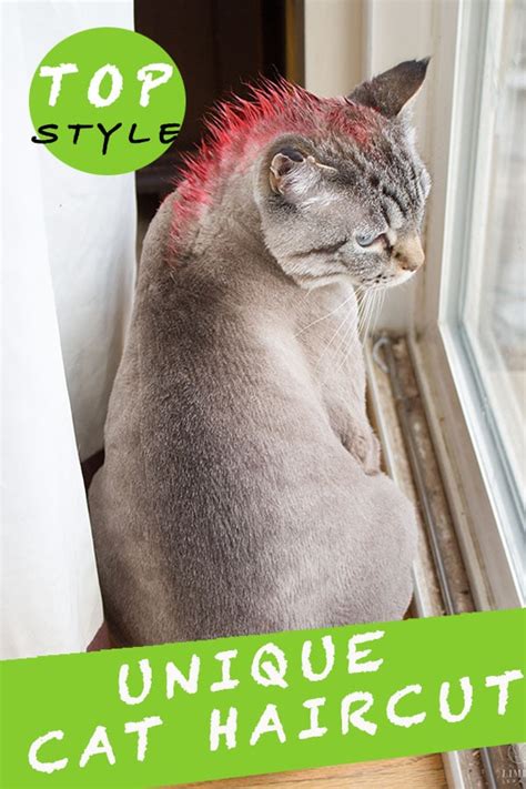 15 Unique Cat Haircuts Styles - Cats In Care