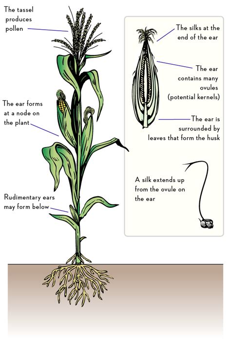 Corn Labeled Parts Of Plant