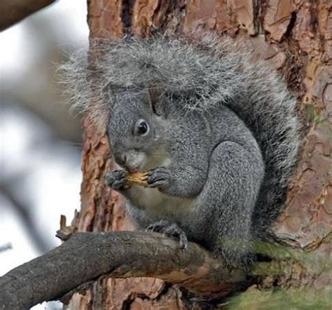 Western Gray Squirrel (Sciurus griseus) | Encyclopedia of Puget Sound