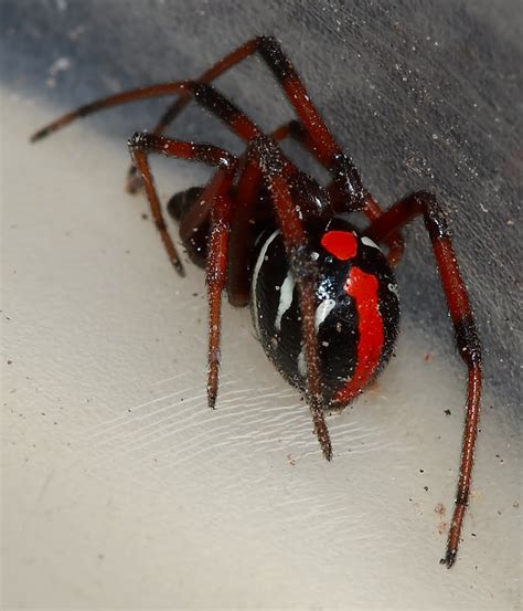 Northern Black Widow | Michigan Spiders