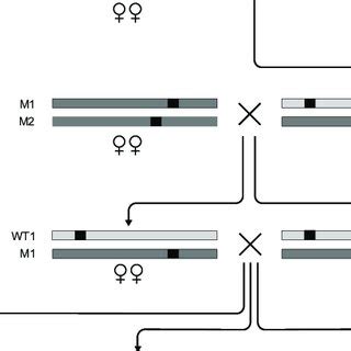 1: Balancer chromosome crossing scheme for the detection of recessive... | Download Scientific ...