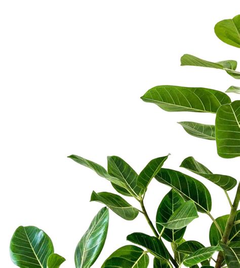 High resolution plant png transparent background | Plants, Minimalist wallpaper, Plant leaves