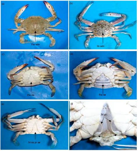 Some Aspects of Reproductive Biology of Blue Swimming Crab (Portunus pelagicus (Linnaeus, 1758 ...