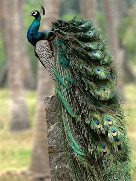 Pin on ANIMALS ️ 2 | Beautiful birds, Exotic birds, Most beautiful birds