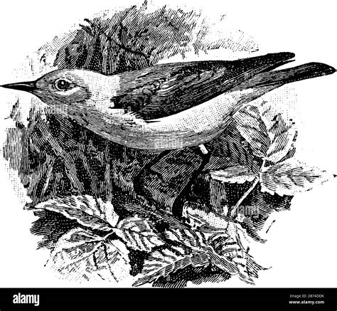 Prothonotary Warbler is a beautiful bird of a rich yellow color, vintage line drawing or ...