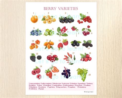 Berries Flashcards and Chart Types of Berry Poster Botany - Etsy