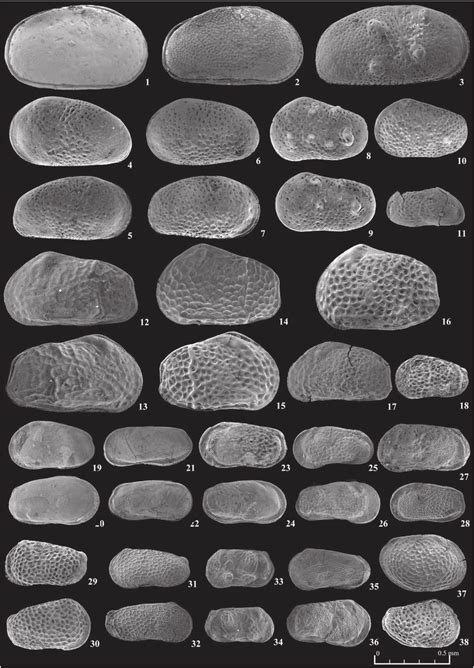 Main Pontian ostracod species (from Stoica et al. 2012). | Download Scientific Diagram