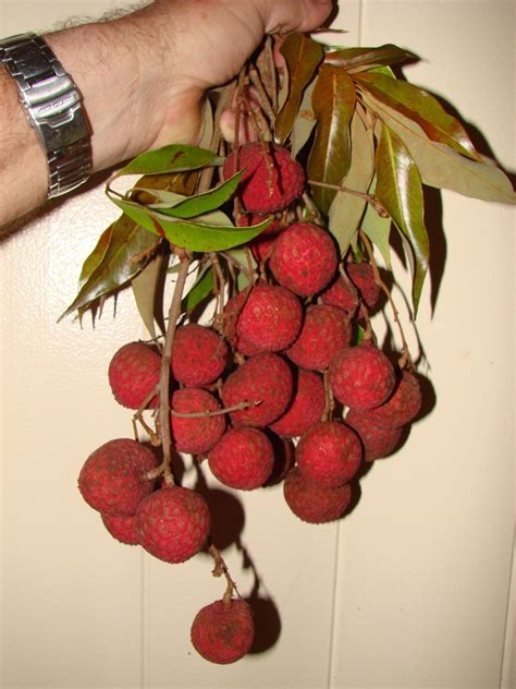 Polynesian Produce Stand : ~LYCHEE~ Cultivar KAIMANA Litchi chinensis TROPICAL FRUIT TREE LIVE ...