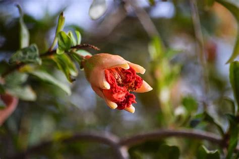 Dwarf Pomegranate Bonsai Care and Propagation Guide