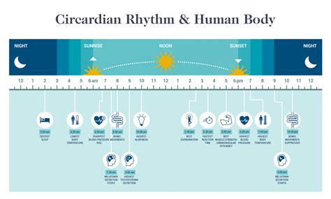 Circadian Rhythm Fasting: Everything you Need to Know - Dr. Robert Kiltz