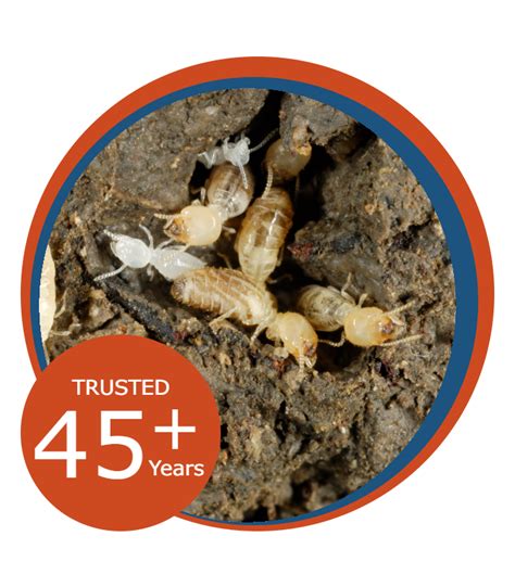 Termite Control | Prime Pest Solutions