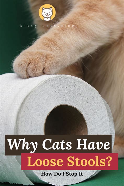 Why Cats Have Loose Stools: Is It Serious And How Do I Stop It | Cute ...