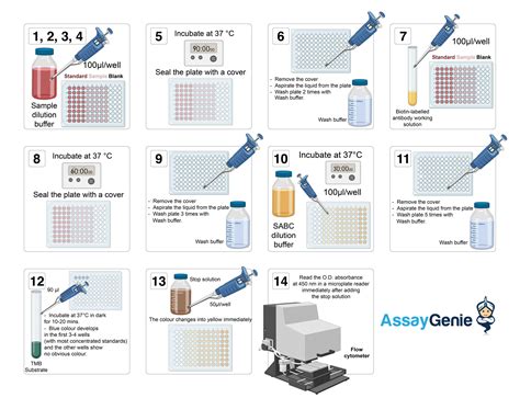 ELISA Assay Principles, Protocols & Kits | Assay Genie