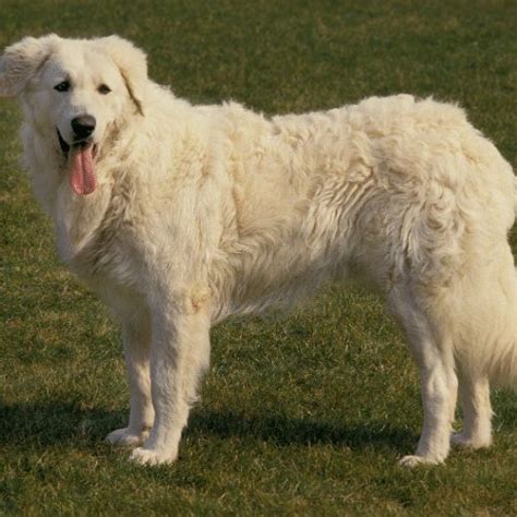 Kuvasz Dog Breed Information - SpiritDog Training