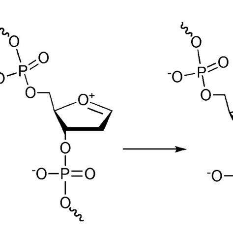 Mechanism of acid-catalyzed depurination and cleavage in DNA, shown for... | Download Scientific ...