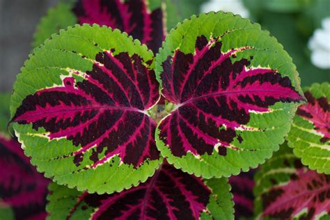 Image result for variegated leaves | Plant leaves, Variegated, Colorful ...