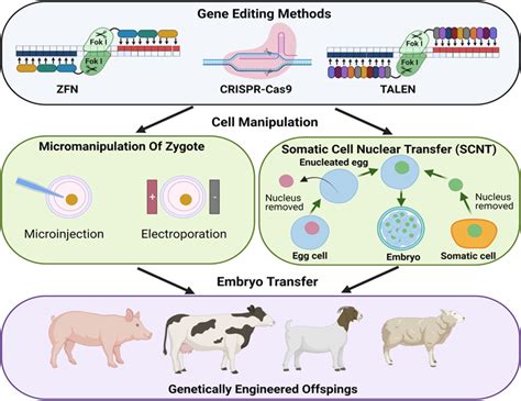 Genome modification of animals using ZFN, TALEN and CRISPR/Cas9 system ...