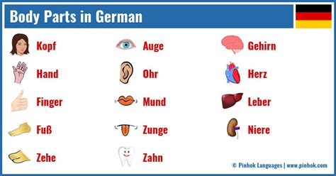 Body Parts in German