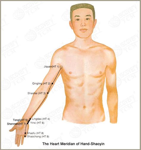 Heart meridian | TCM Acupressure / Meridian Maps | Pinterest | Acupuncture, Acupressure and ...