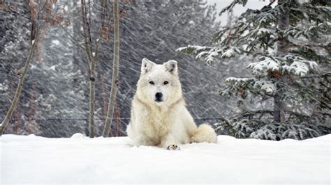 Wolves in Snow Wallpapers - Top Free Wolves in Snow Backgrounds ...