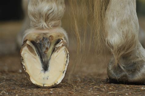 5 things that can lead repeated hoof abscesses