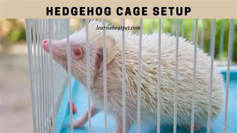 Hedgehog Cage Setup : (7 Interesting Ideas) - 2024